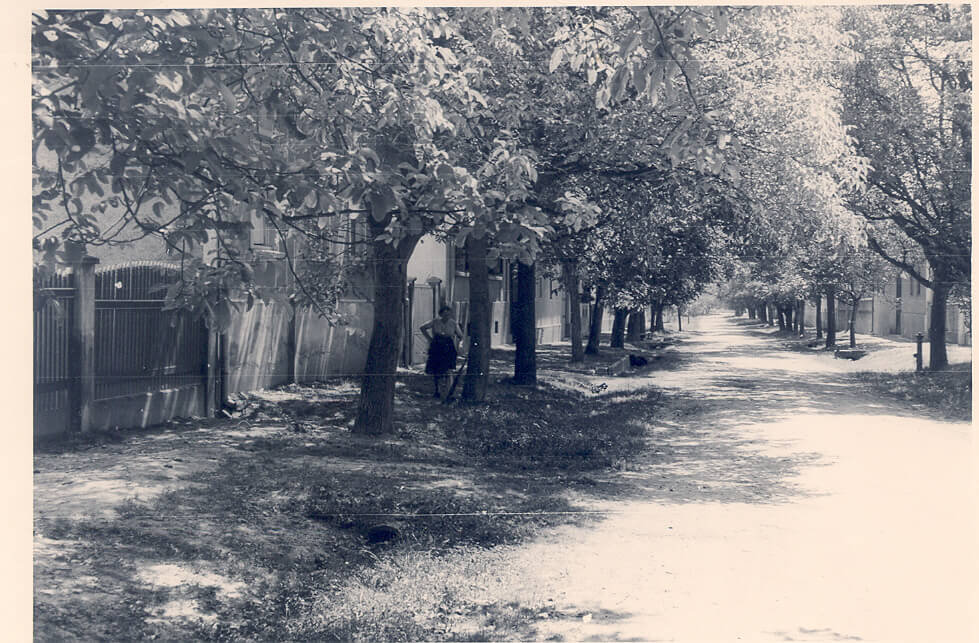 Neugasse mit Bäumen und Häusern (1960)