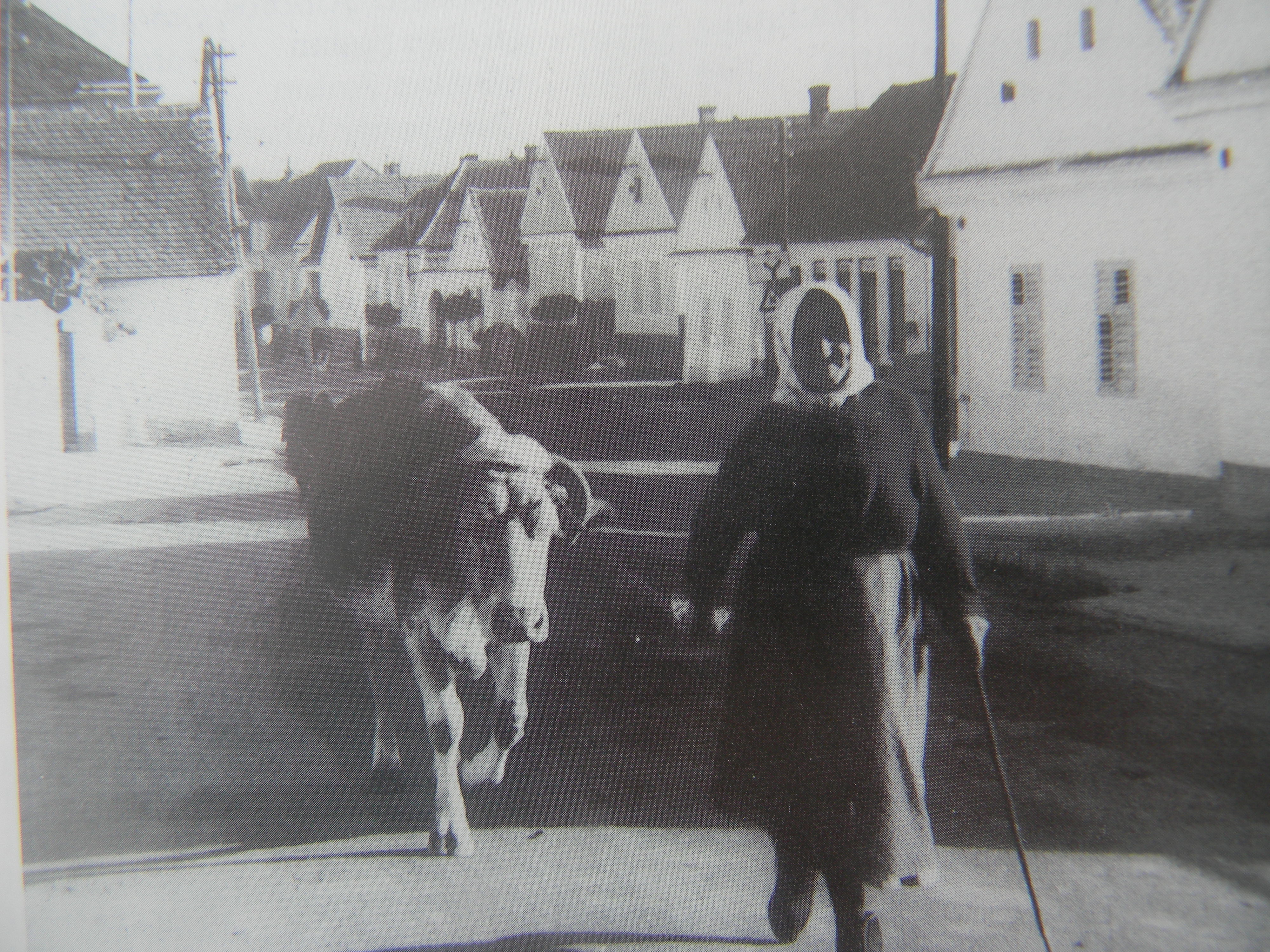 Frau führt eine Kuh an einem Seil
